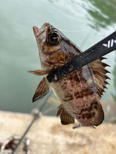 シロメバルの釣果