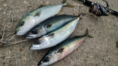 サバの釣果