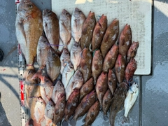 タイの釣果