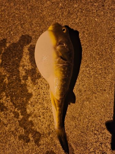 クサフグの釣果