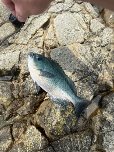 グレの釣果