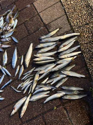 アユの釣果
