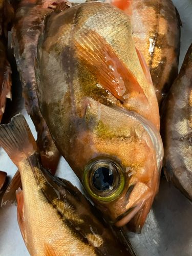 ウスメバルの釣果