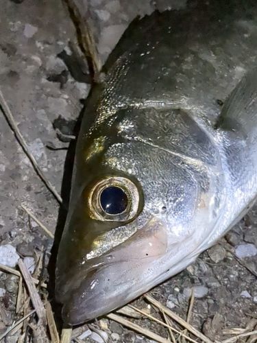 セイゴ（ヒラスズキ）の釣果