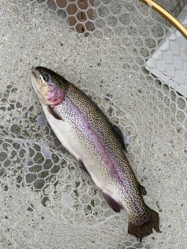 ニジマスの釣果