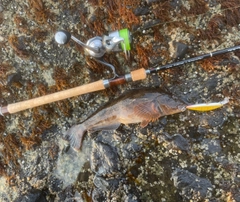アイナメの釣果