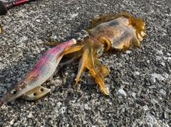 アオリイカの釣果