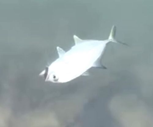 釣果