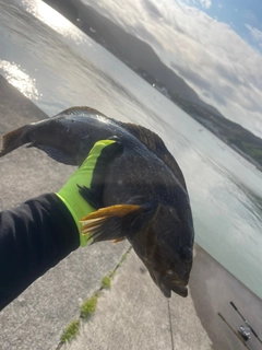 アイナメの釣果