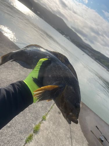 アイナメの釣果