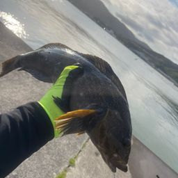 アイナメ