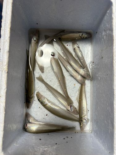 シロギスの釣果