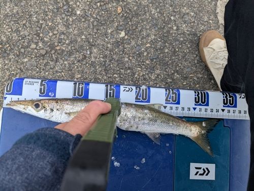 カマスの釣果