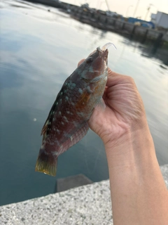 ベラの釣果