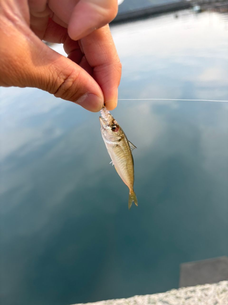 ベラ