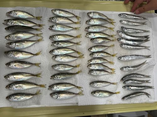 アジの釣果