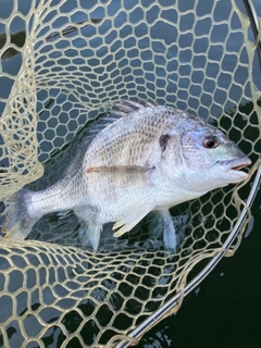 キビレの釣果