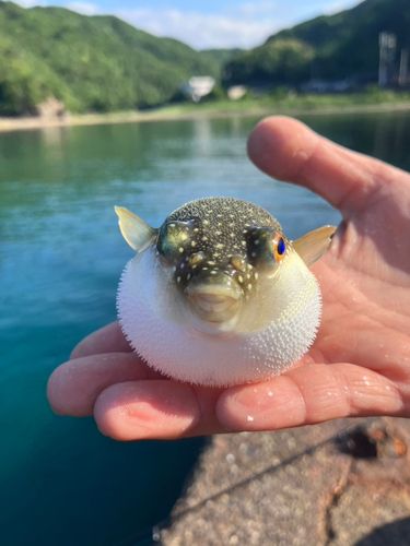 クサフグの釣果