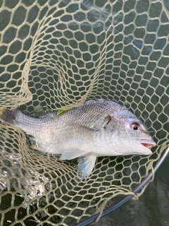 キビレの釣果