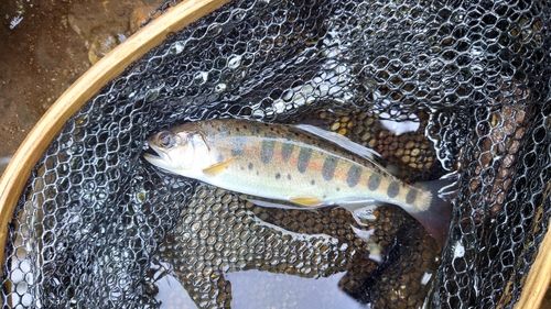ヤマメの釣果