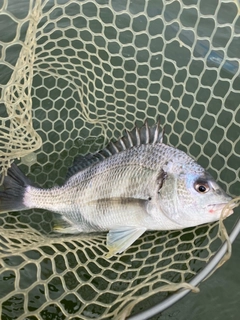キビレの釣果