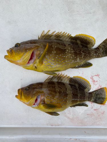 アオハタの釣果