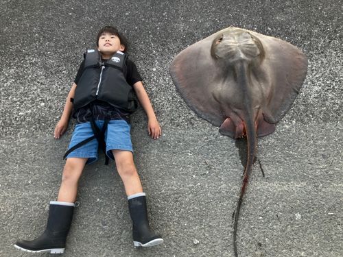 アカエイの釣果