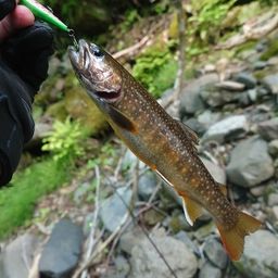 イワナ