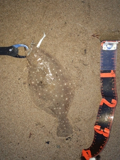 ソゲの釣果