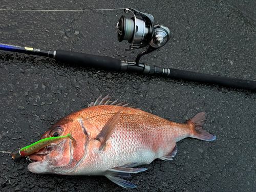 マダイの釣果