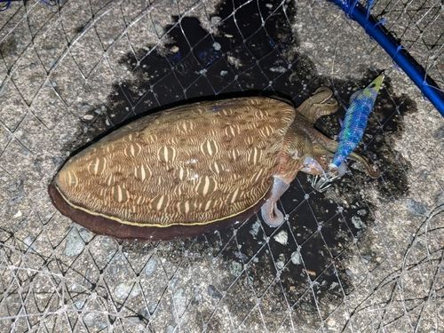 モンゴウイカの釣果