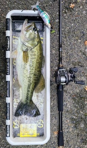 ブラックバスの釣果