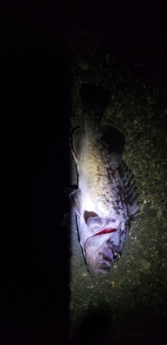 クロソイの釣果