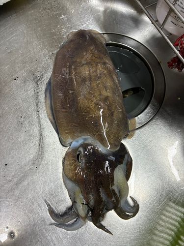 コウイカの釣果