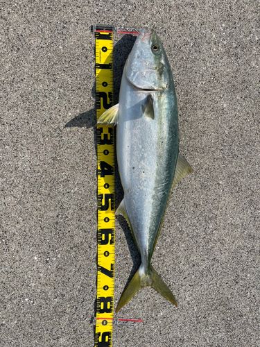 ブリの釣果