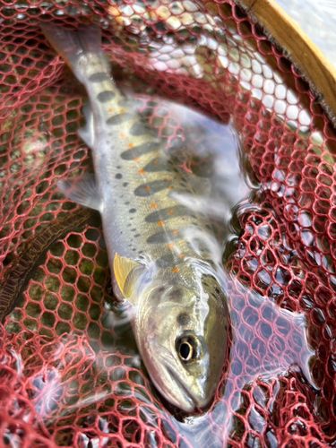 アマゴの釣果