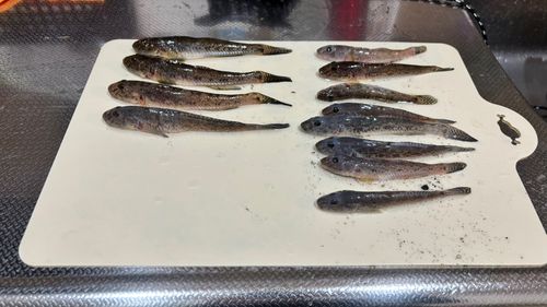 ハゼの釣果