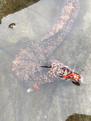 ウツボの釣果