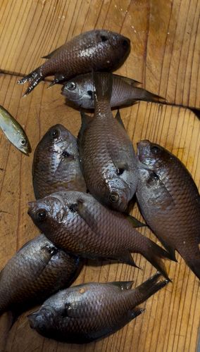 釣果