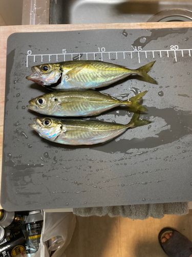 アジの釣果