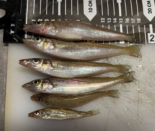 シロギスの釣果
