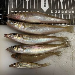 シロギス