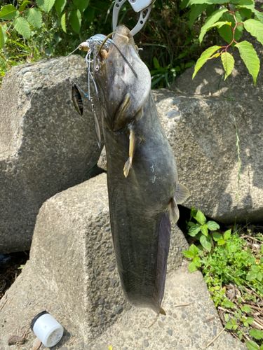 ナマズの釣果