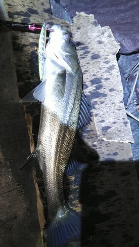 釣果