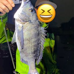 チヌ