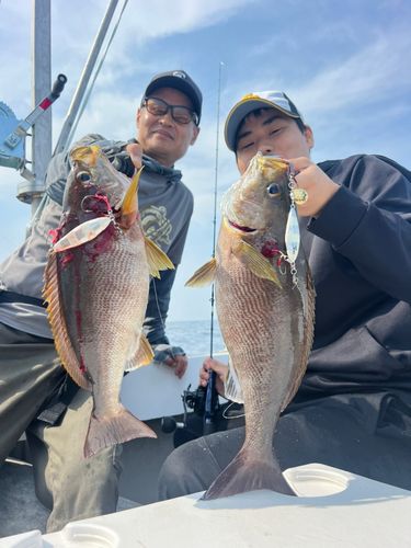 イサキの釣果
