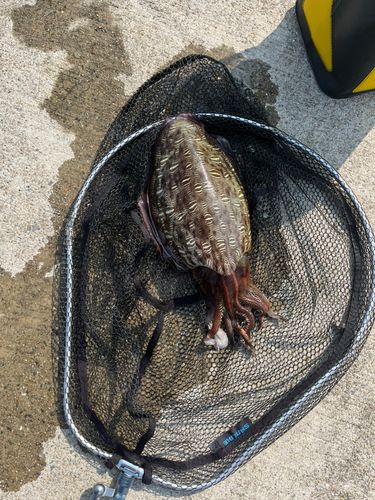 モンゴウイカの釣果