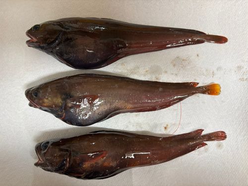 チゴダラの釣果