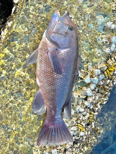 コブダイの釣果