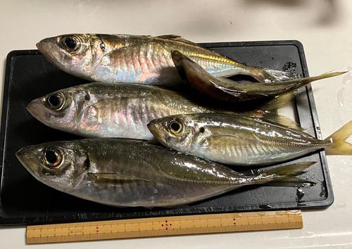 アジの釣果